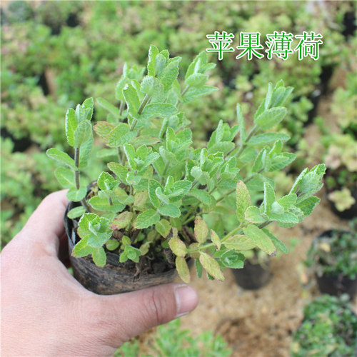苹果薄荷盆栽苗 可食用香草西餐入菜料理烧烤泡茶驱蚊芳香绿植物 - 图0