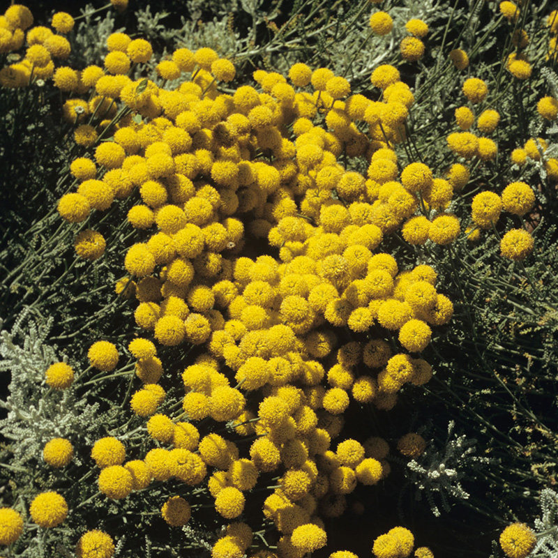 绵杉菊苗棉杉菊香草植物小盆栽苗香草苗驱蚊虫芳香植物驱虫 拾贰号店 淘优券