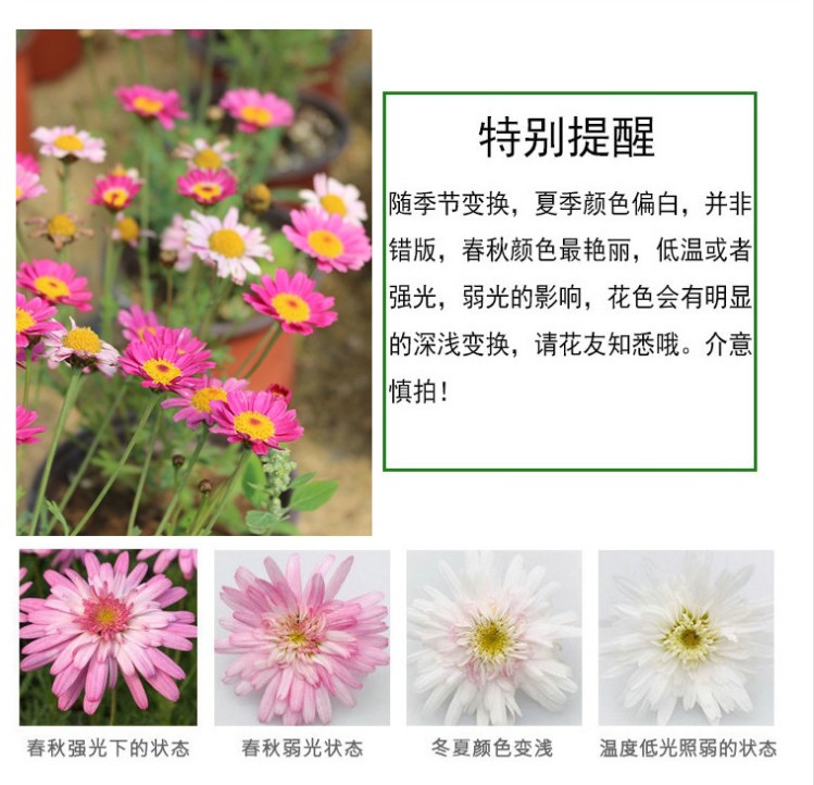 玛格丽特花苗盆栽糖果玛雏菊木茼菊阳台庭院花园爆盆植物穴盘苗-图1