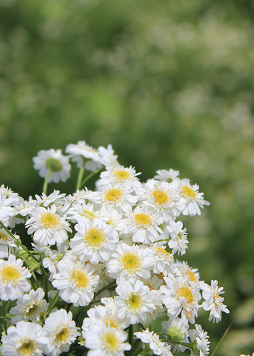 重瓣短舌匹菊 Tanac小女孩重瓣切花洋甘菊苗花卉盆栽阳台庭院绿植 - 图0
