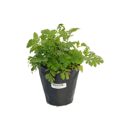 重瓣短舌匹菊 Tanac小女孩重瓣切花洋甘菊苗花卉盆栽阳台庭院绿植 - 图2