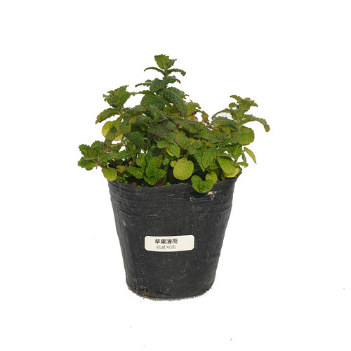 苹果薄荷盆栽苗 可食用香草西餐入菜料理烧烤泡茶驱蚊芳香绿植物 - 图3