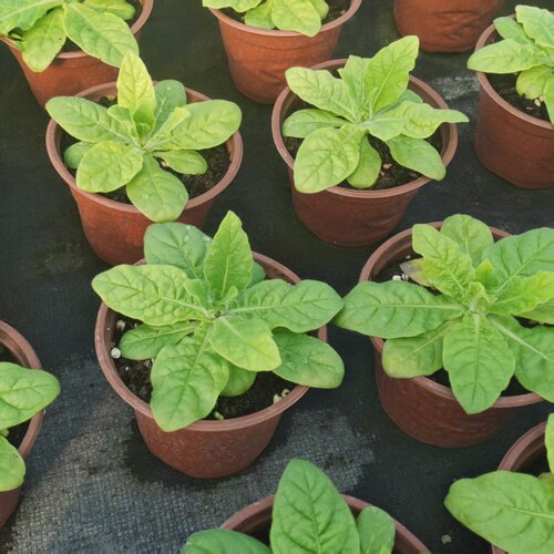 花烟草盆栽花苗庭院阳台公园耐寒耐热易活好养多年生花卉绿植 - 图1