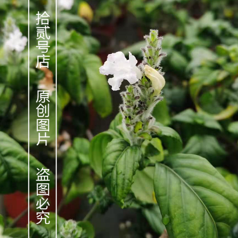 云南糯米香茶树苗食用香草绿植盆栽浓香型糯米香茶苗叶子泡茶植物 - 图2