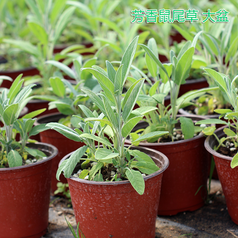 食用芳香鼠尾草-香草植物香草苗-香草花卉-香草盆栽香草料理