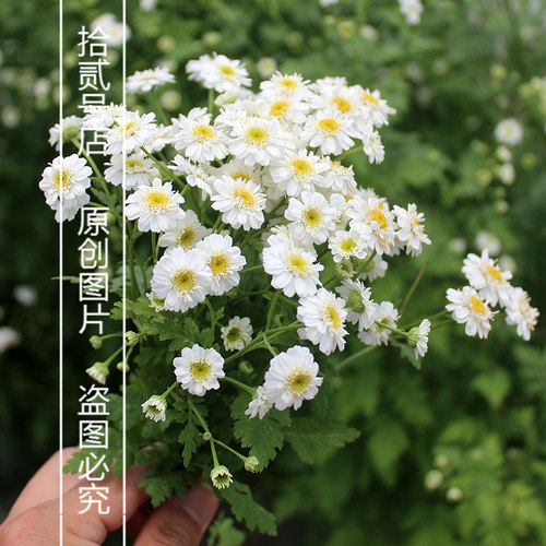 短舌匹菊单瓣重瓣可可切花洋甘菊苗花卉盆栽庭院冬季绿植物耐寒 - 图0