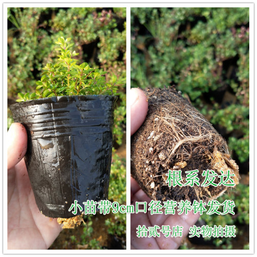 柠檬金边百里香盆栽苗可食用香草西餐料理烧烤泡茶驱蚊芳香绿植物 - 图1