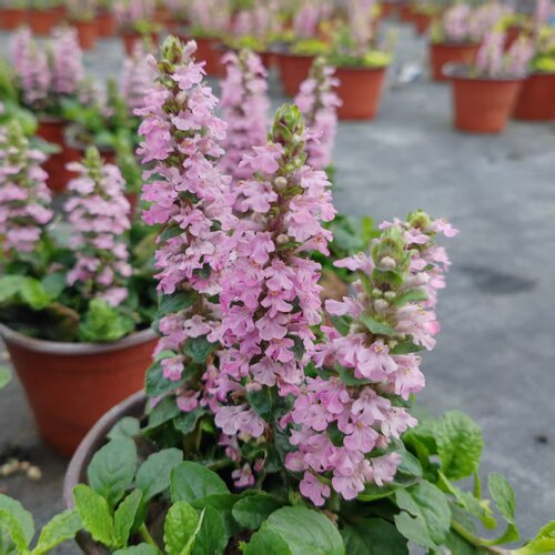 日本山野筋骨草巧克力片姬十二单花镜花艺盆栽多年生耐寒耐热植物 - 图0