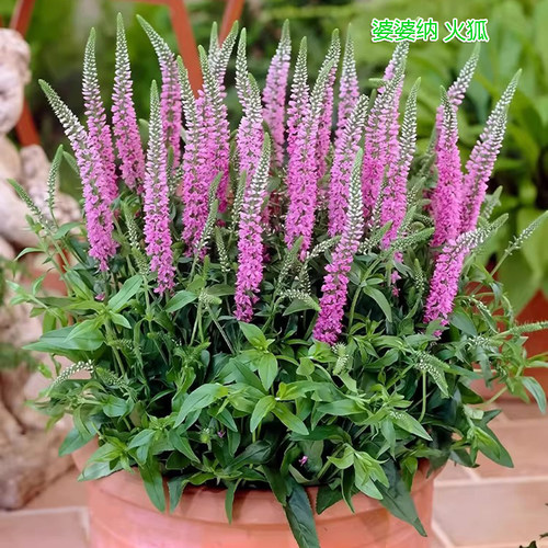 穗花婆婆纳盆栽多年生庭院阳台耐寒耐热宿根花卉 - 图0