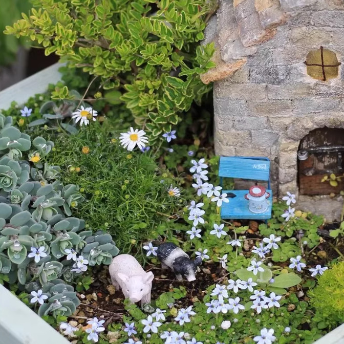 新西兰半边莲花卉绿植植物盆栽草坪真草皮铁线莲庭院绿植地被植物,淘宝优惠券,粉丝福利购,淘宝优惠卷