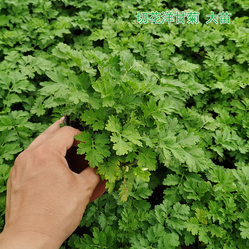 短舌匹菊单瓣重瓣可可切花洋甘菊苗花卉盆栽庭院冬季绿植物耐寒 - 图1