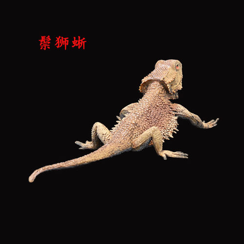 儿童实心爬行动物玩具模型仿真鬃狮蜥 伞蜥 蜥蜴 四脚蛇 整蛊玩具 - 图0