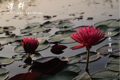 【不二的花园】睡莲裸根苗 水生花卉绿植草缸生态缸夏季植物庭院 - 图3