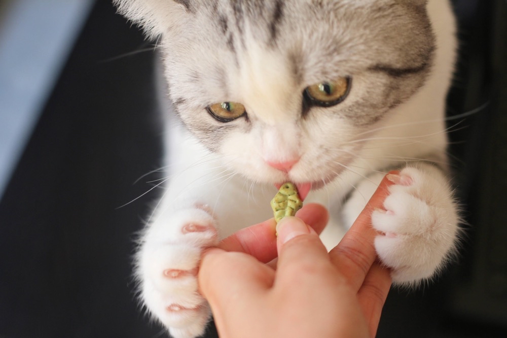 网易严选 猫薄荷小鱼饼干（猫用）喷香酥脆 趣味互动 小零食95g装 - 图1