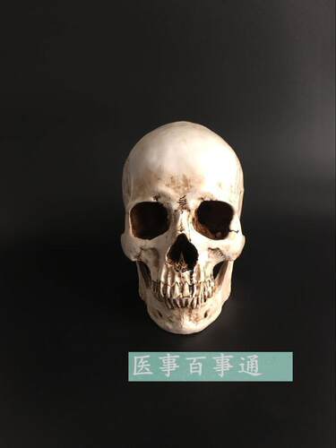 头骨模型头颅骨模型骷髅头模型骨骼脊柱模型 医学艺用美术包邮 - 图0