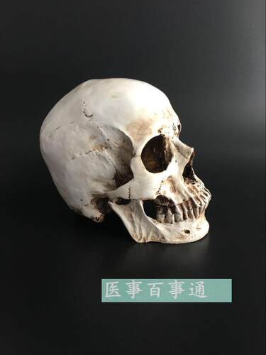 头骨模型头颅骨模型骷髅头模型骨骼脊柱模型 医学艺用美术包邮 - 图2