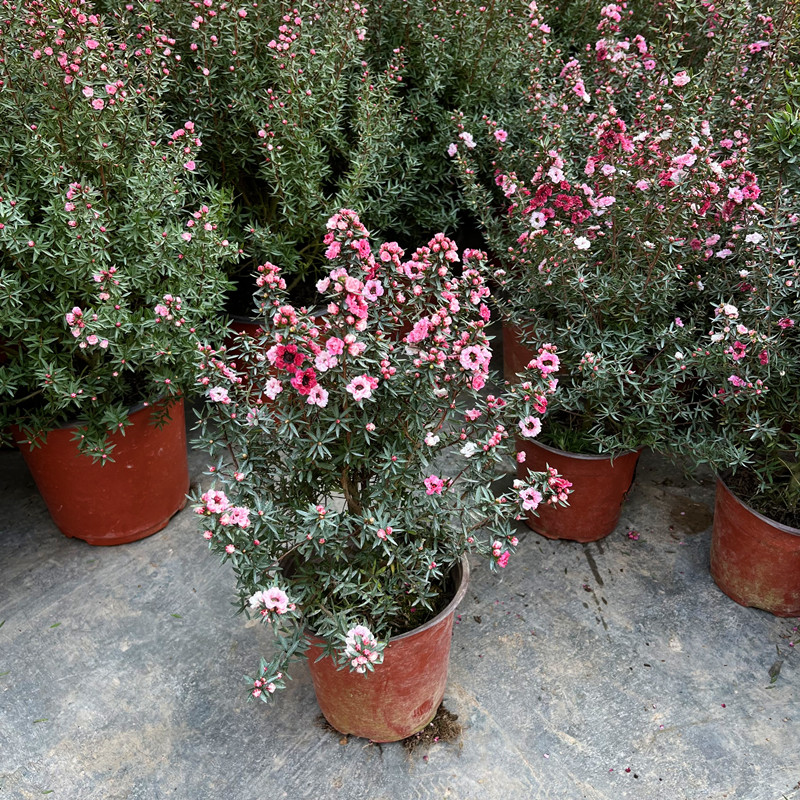 松红梅盆栽带花苞澳洲三色梅雪花梅室内花卉盆栽阳台四季开花植物