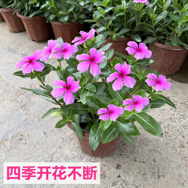 长春花盆栽日日春花苗带花苞室内阳台客厅四季开花观花多年生植物 - 图0