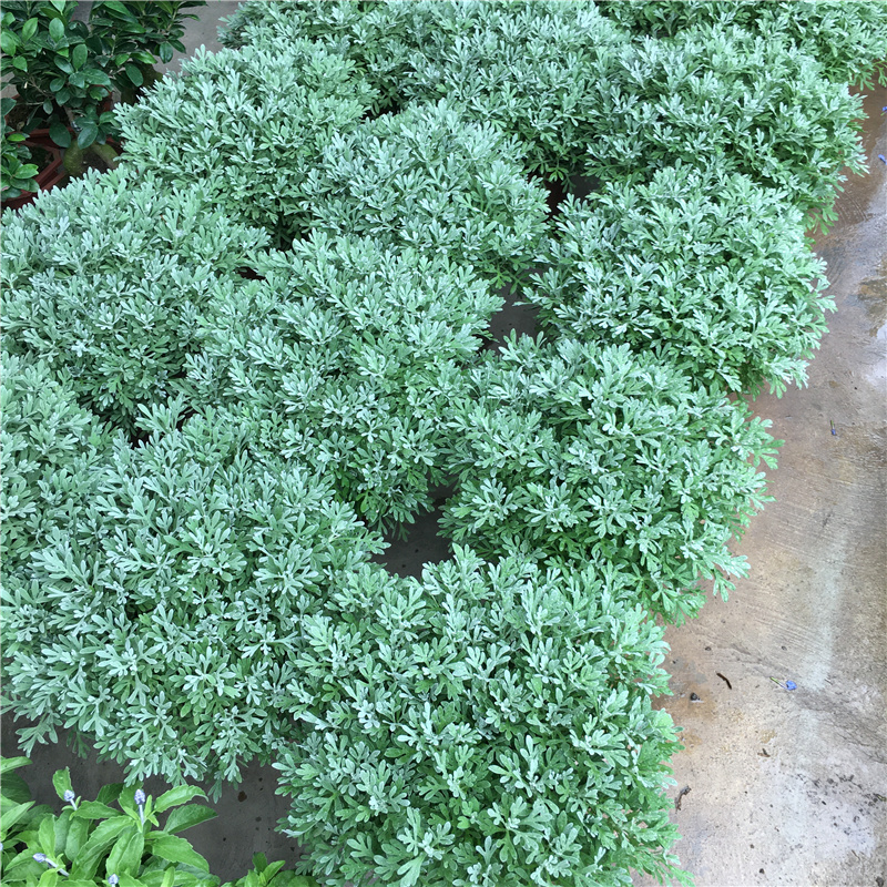 芙蓉菊盆栽雪艾老桩玉芙蓉中草药银叶菊绿植花卉阳台庭院好养植物 - 图1