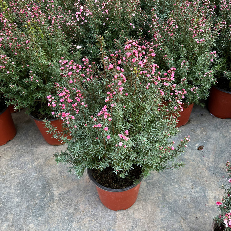 松红梅盆栽带花苞澳洲三色梅雪花梅室内花卉盆栽阳台四季开花植物