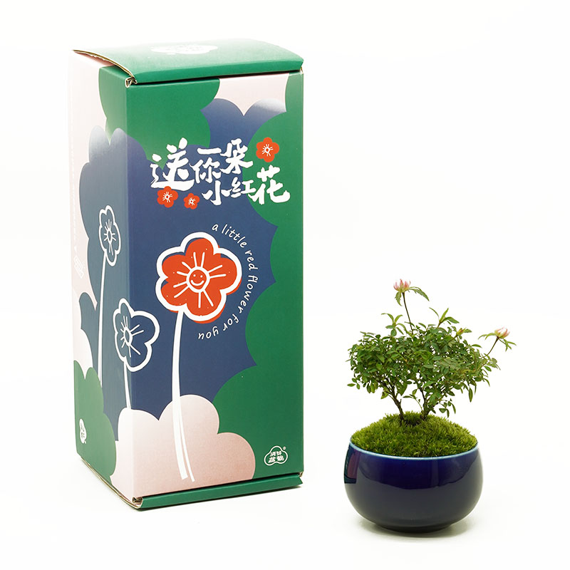 {送你一朵小红花}姬月季日本姬乙女迷你微月创意植物礼盒高级-图3