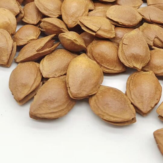 Offener kleiner Ginkgo, eine Spezialität aus Xinjiang, hat einen duftenden Geschmack