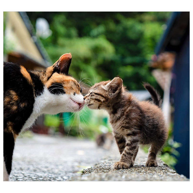 【现货】亲亲猫 蹭蹭猫 抱抱猫 猫咪趣味写真集 キス猫 すりすり、ぎゅっ、と 日文 动物恋爱 可爱宠物摄影写真 善本图书 - 图0