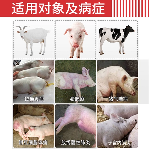 Длинная зверя Длинная инъекция хиттициллина в инъекцию жидкости ветеринарной медицины лечебной лечебной лечебной лечеб