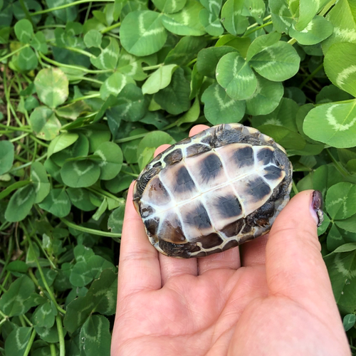 乌龟活体 中华草龟外塘草龟小观赏龟水龟金线龟宠物龟活物龟包邮 - 图1