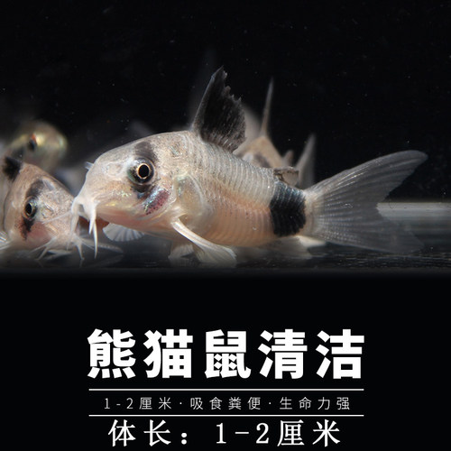 清道夫金苔鼠熊猫老鼠鱼热带观赏清洁除藻鱼黄金胡子大帆红眼女王 - 图2
