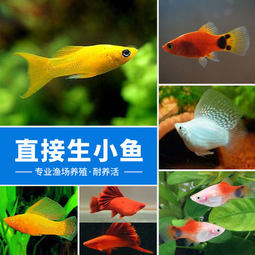 观赏鱼胎生鱼银黑金球玛丽鱼月光鱼热带冷水鱼孔雀鱼金鱼活鱼锦鲤 - 图0