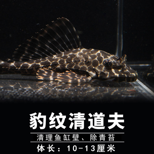 清道夫金苔鼠熊猫老鼠鱼热带观赏清洁除藻鱼黄金胡子大帆红眼女王 - 图1