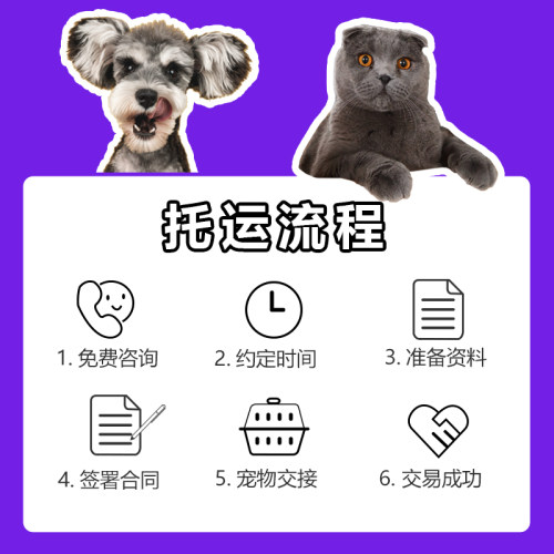猫咪狗托运泰国菲律宾 猫狗托运马来西亚新加坡 猫狗回国宠物回国 - 图3