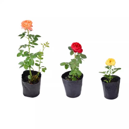 藤本月季花苗小苗特大花卉绿植物室内盆栽玫瑰蔷薇花爬藤多季开花 - 图3