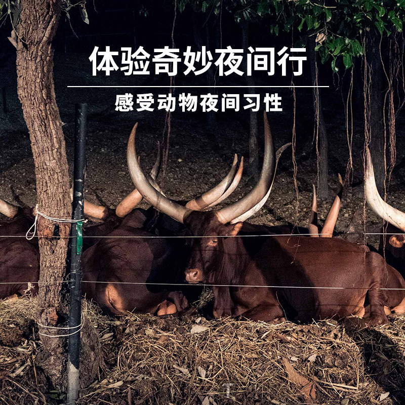 清迈自由行 清迈夜间动物园景点门票含缆车 懒猫旅行 当日可订 清迈自由行 清迈夜间动物园景点门票含缆车 懒猫旅行 当日可订