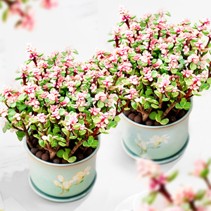 金枝玉叶盆栽植物