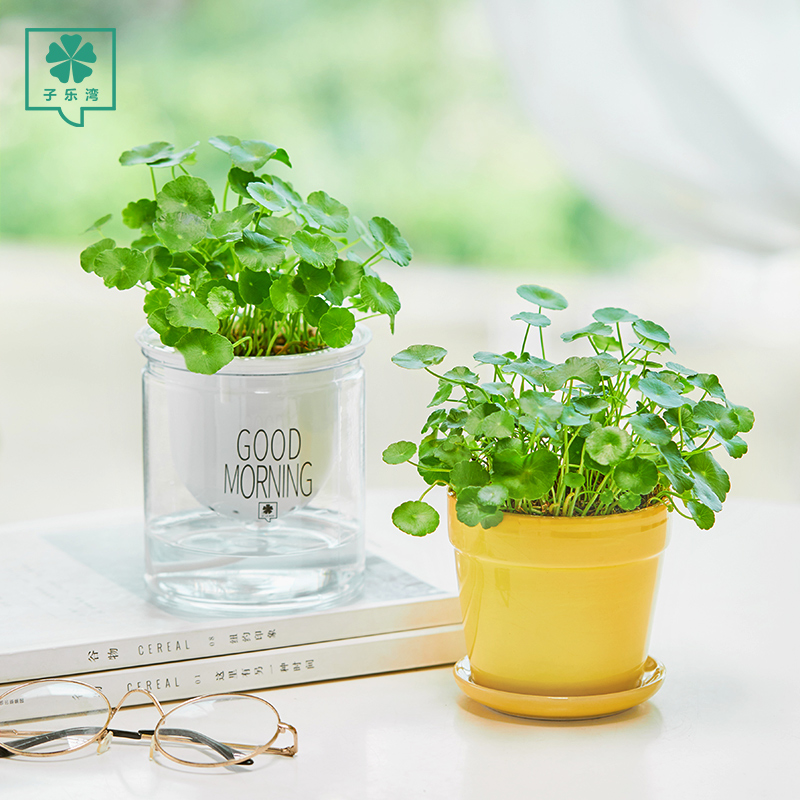 铜钱草水培植物室内招财水养 亭亭翠铜钱满盆福财运 子乐湾旗舰店 淘优券 铜钱草水培植物室内招财水养 亭亭翠铜钱满盆福财运 子乐湾旗舰店 淘优券