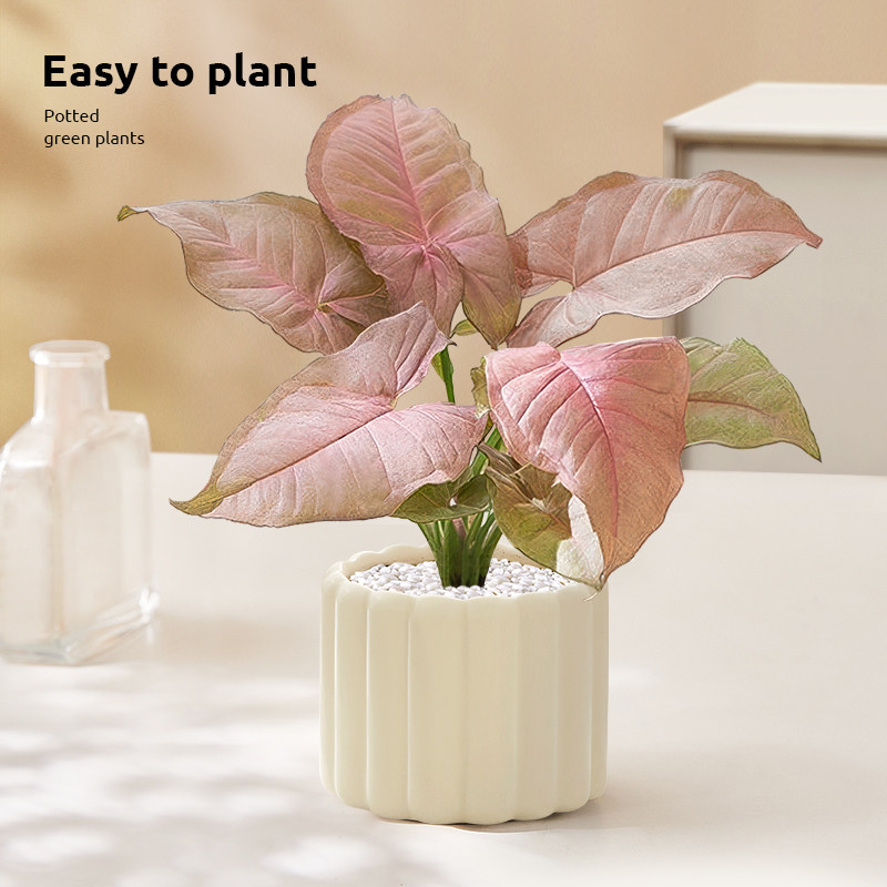 红粉佳人合果芋竹芋盆栽彩色花卉办公室桌面室内绿植四季观叶植物,淘宝优惠券,粉丝福利购,淘宝优惠卷