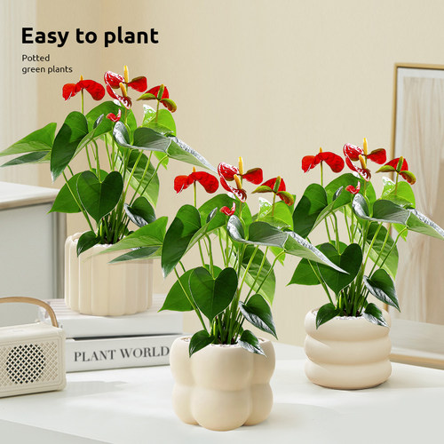 红掌盆栽鸿运当头花卉植物室内好养水培绿植发财树办公室桌面盆景 - 图3