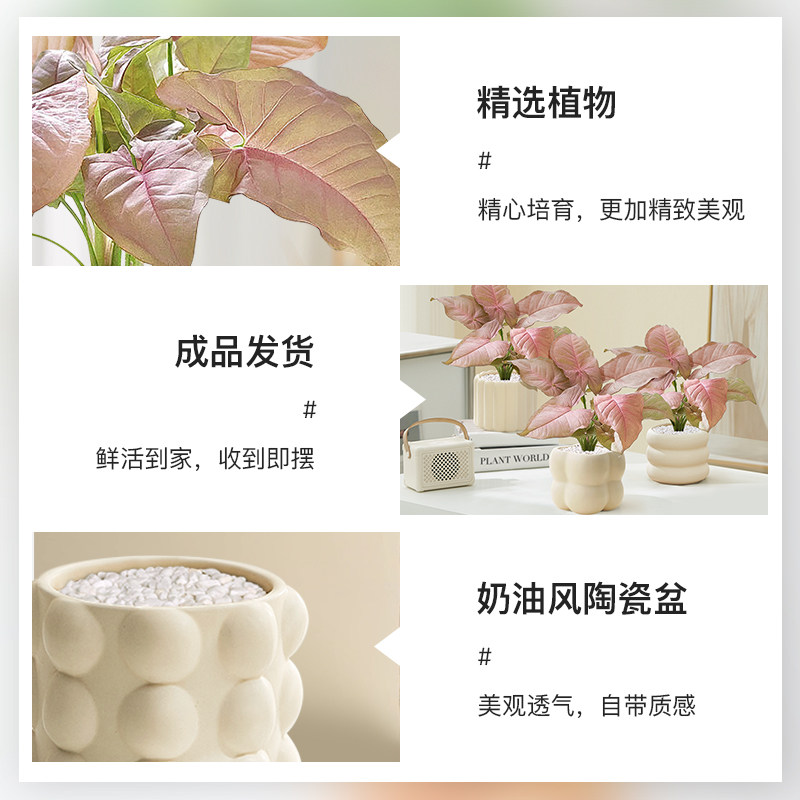 红粉佳人合果芋竹芋盆栽彩色花卉办公室桌面室内绿植四季观叶植物,淘宝优惠券,粉丝福利购,淘宝优惠卷