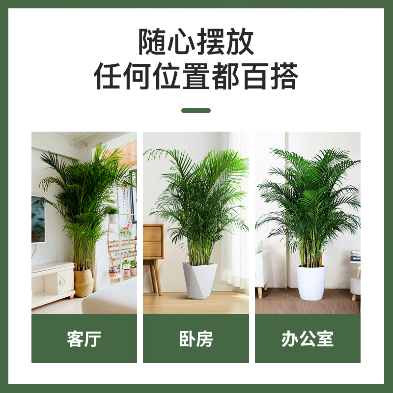 散尾葵植物盆栽客厅大型绿植室内落地办公室好养凤尾竹天堂鸟植物 - 图0