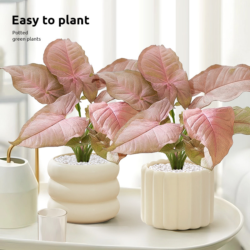 红粉佳人合果芋竹芋盆栽彩色花卉办公室桌面室内绿植四季观叶植物,淘宝优惠券,粉丝福利购,淘宝优惠卷