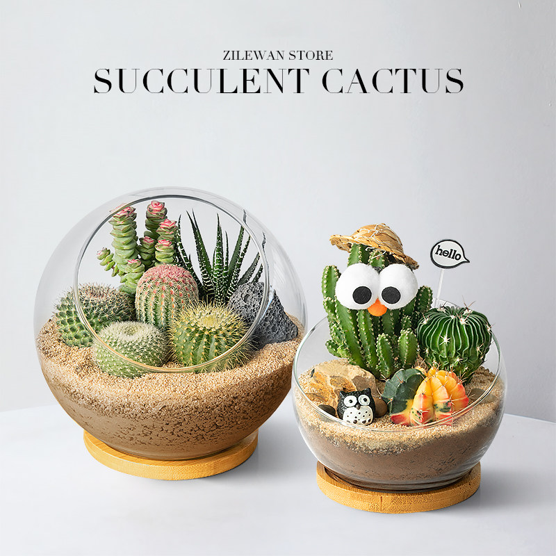 多肉植物室内盆栽仙人球仙人掌办公室桌面创意趣味绿植花卉好养活,淘宝优惠券,粉丝福利购,淘宝优惠卷