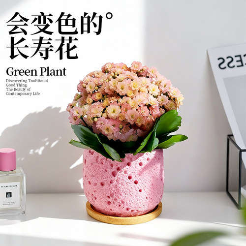 彩虹糖长寿花盆栽重瓣大花带花苞名贵植物室内桌面新手好养活四季 - 图1