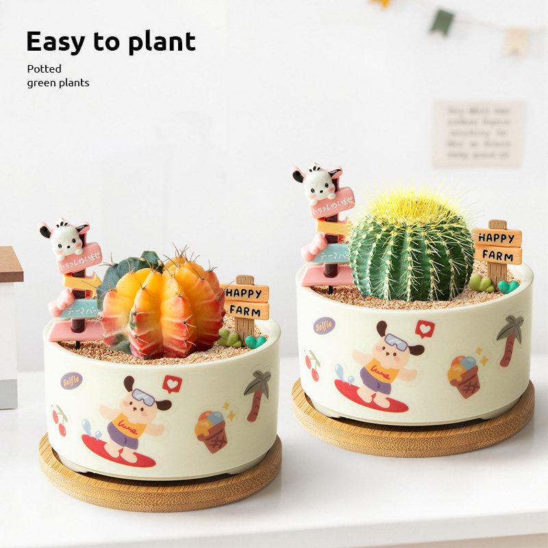 多肉植物室内小盆栽办公室桌面仙人掌绿植仙人球花卉盆景送礼物,淘宝优惠券,粉丝福利购,淘宝优惠卷