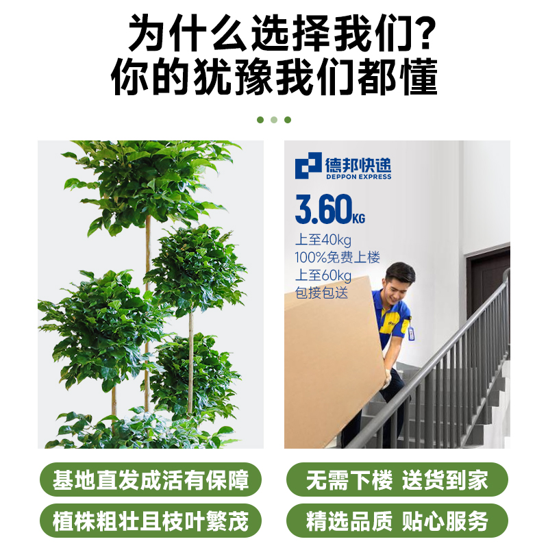 五层幸福树盆栽新家吸甲醛绿植室内落地大号网红植物四季常青好养 - 图1