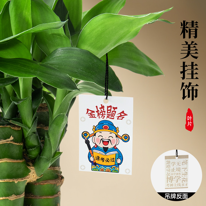 文昌竹4支金榜题名桌面富贵竹盆栽水培文昌竹办公室植物书桌绿植 - 图1