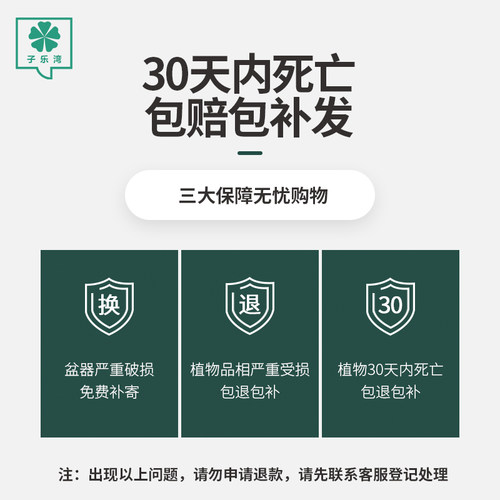 吉利红竹芋盆栽植物室内四季好养红如意花卉办公桌面彩叶如意绿植 - 图1