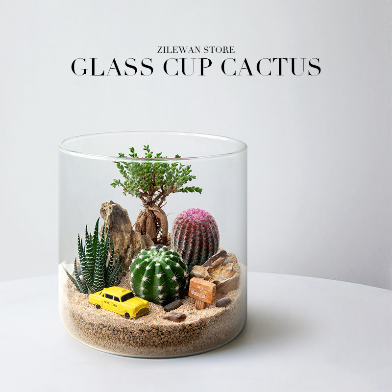 仙人掌微景观盆栽沙漠山丘趣味摆件植物盆景送礼多肉花卉桌面绿植,淘宝优惠券,粉丝福利购,淘宝优惠卷