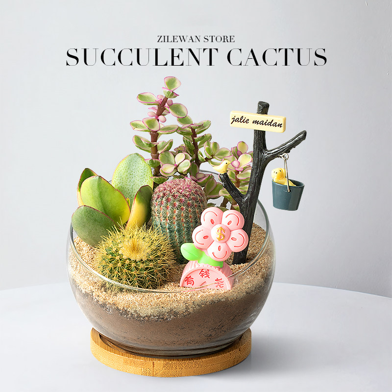 多肉植物室内盆栽仙人球仙人掌办公室桌面创意趣味绿植花卉好养活,淘宝优惠券,粉丝福利购,淘宝优惠卷